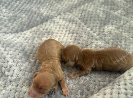 Miniature dachshund puppies for sale