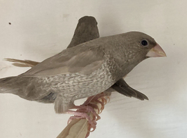 Bengalese Finches For Sale