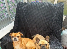 Lulu & marley need a home