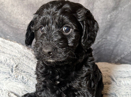Cockapoo Puppies looking for there forever home