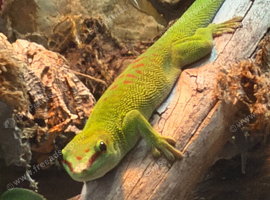 Giant Madagascan day gecko