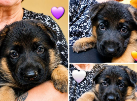 Gorgeous pedigree German Shepherd Puppies