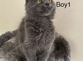 Full Maine coon kittens