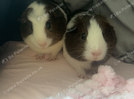 2 boy guinea pigs