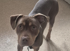 9 Month old Boy in need of a new home