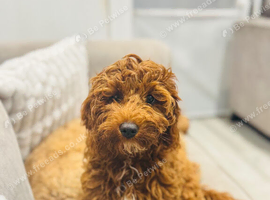 Cavapoo F1b