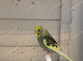 Young budgies