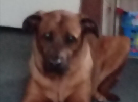 Looking for loving forever home