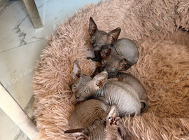 Beautiful Sphynx Kittens &ndash; Ready to Leave Now