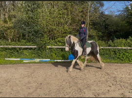 15.1h 4 year old mare