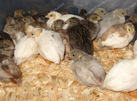 Button quails
