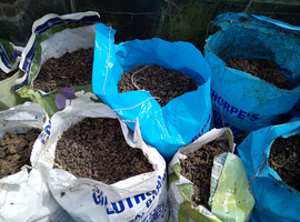 Alpaca manure