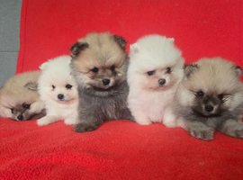Pomeranian puppies KC registered for sale