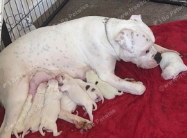 Female Staffy cross bulldog puppy