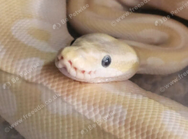 Beautiful crystal morph female 4 years old