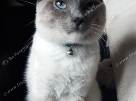 Ragdoll stud