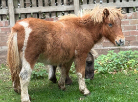 Mini shetland colt