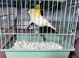 Pair of lightly colour fed canarys