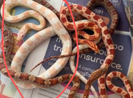 Albino Corn snake