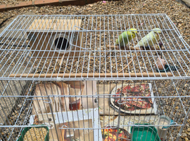 Budgie pair for sale with cage