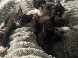 Kittens ready in 1 week,  2 boys 1 girl
