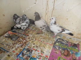 HIGHFLYERS FOR SALE..