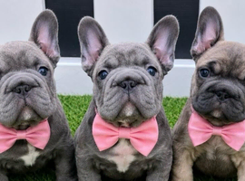 BIG ROPE FRENCHIES