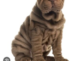 Shar pei stud