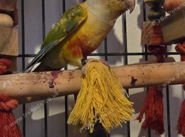 Conure