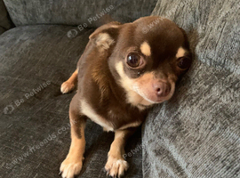 Stunning girl chihuahua needs 5 star home