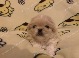 Beautiful Pekingese puppy's