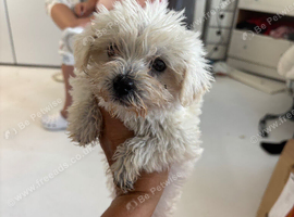 Maltipoo