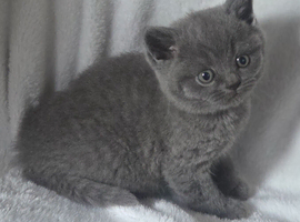 British shorthair kittens