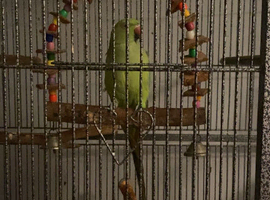 Ring neck for sale