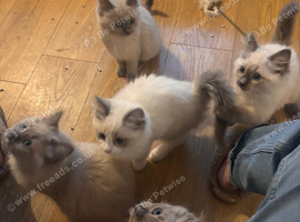 Gorgeous Ragdoll Kittens Looking for Their Forever Homes!
