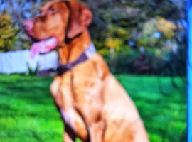 3 yr old looking for new home