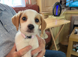 Jack russel cross