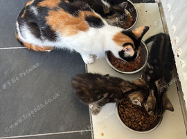 2 tabby kittens