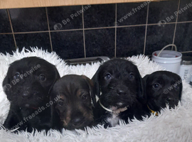 Wire haired dachshund/teckle