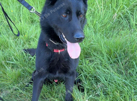 TRAINED GSD BLACK