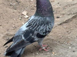 Pigeon for sale