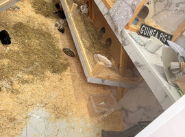 Two skinny pig sows