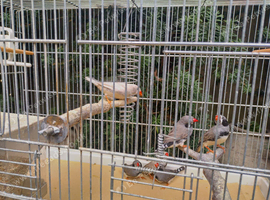 Cock and hen zebra finches