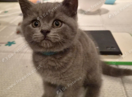 6 Beautiful BSH Kittens