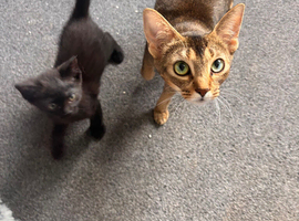 Male kitten 9 weeks old