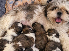 Shihtzu puppy