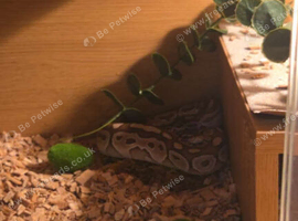 Royal pythons