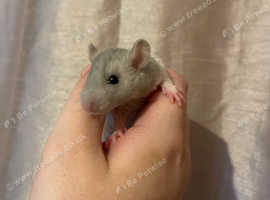 Rat babys looking for forever homes