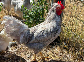 cream legbar cockerel