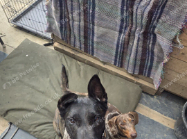 Dutch shepard looking for forever home